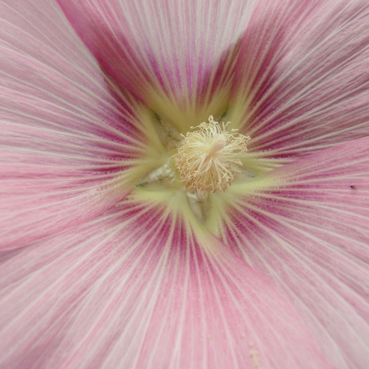 فاطمه الدوسري