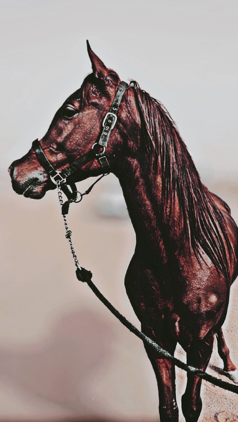 سعود الشهري