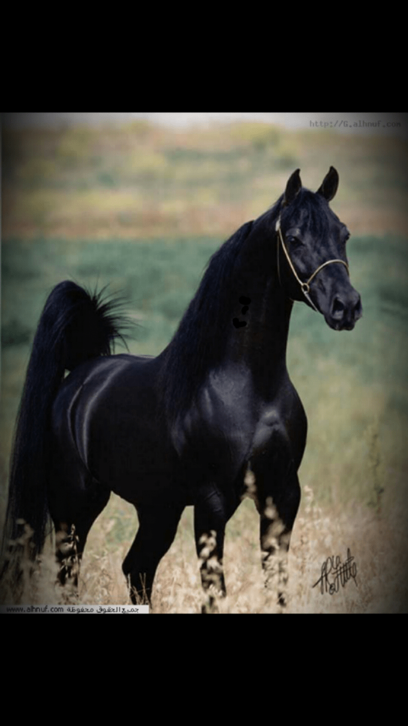 عجب الدوسري