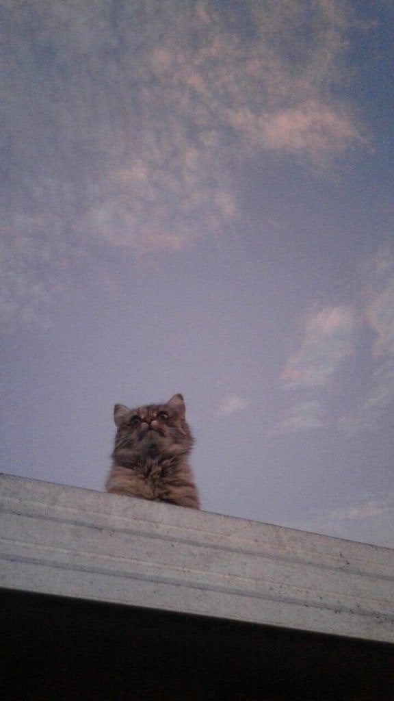 فاطمه البارقي