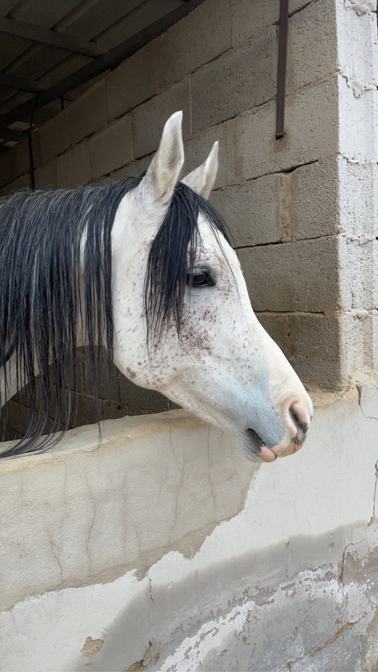 لينا الدوسري