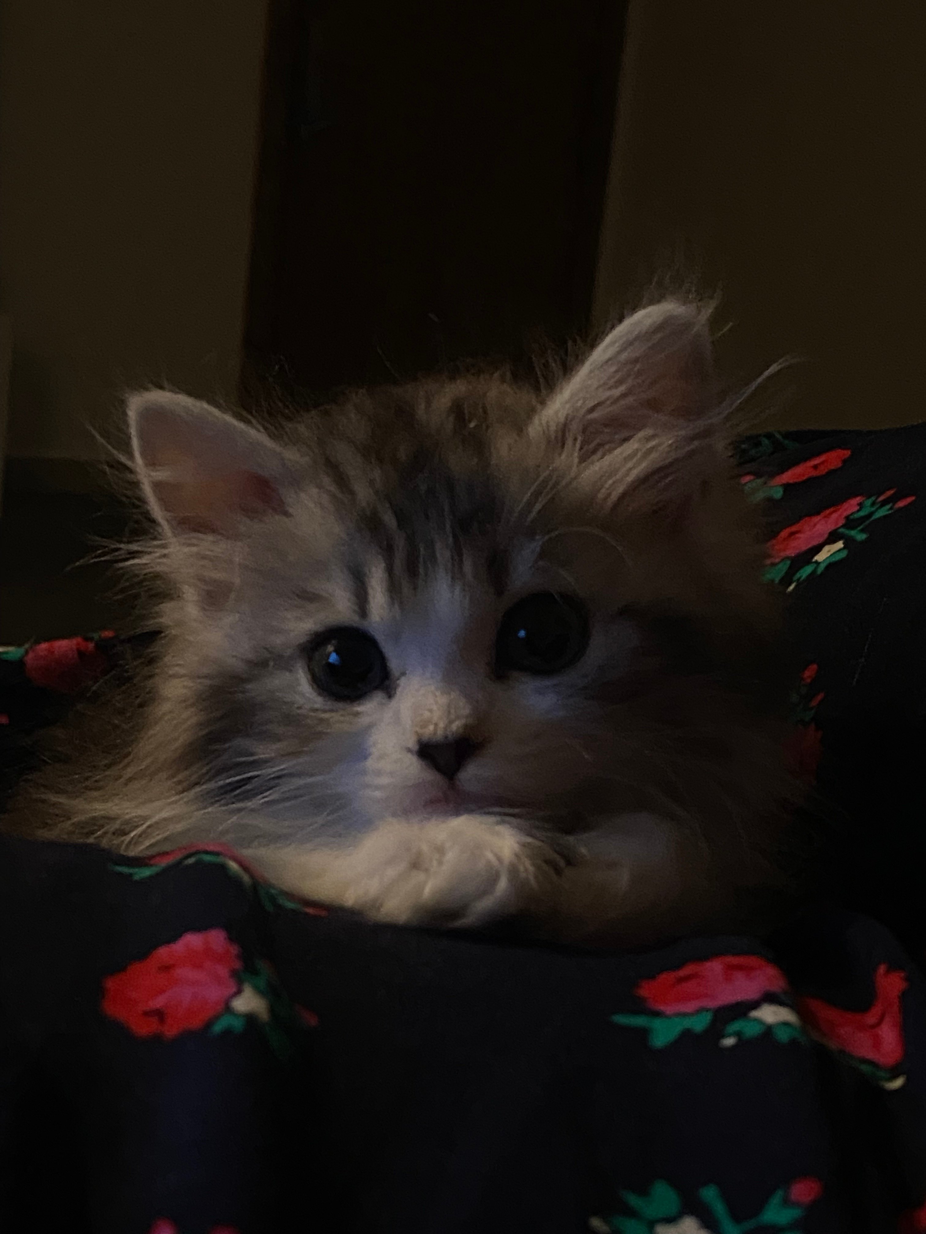 جوري الحربي