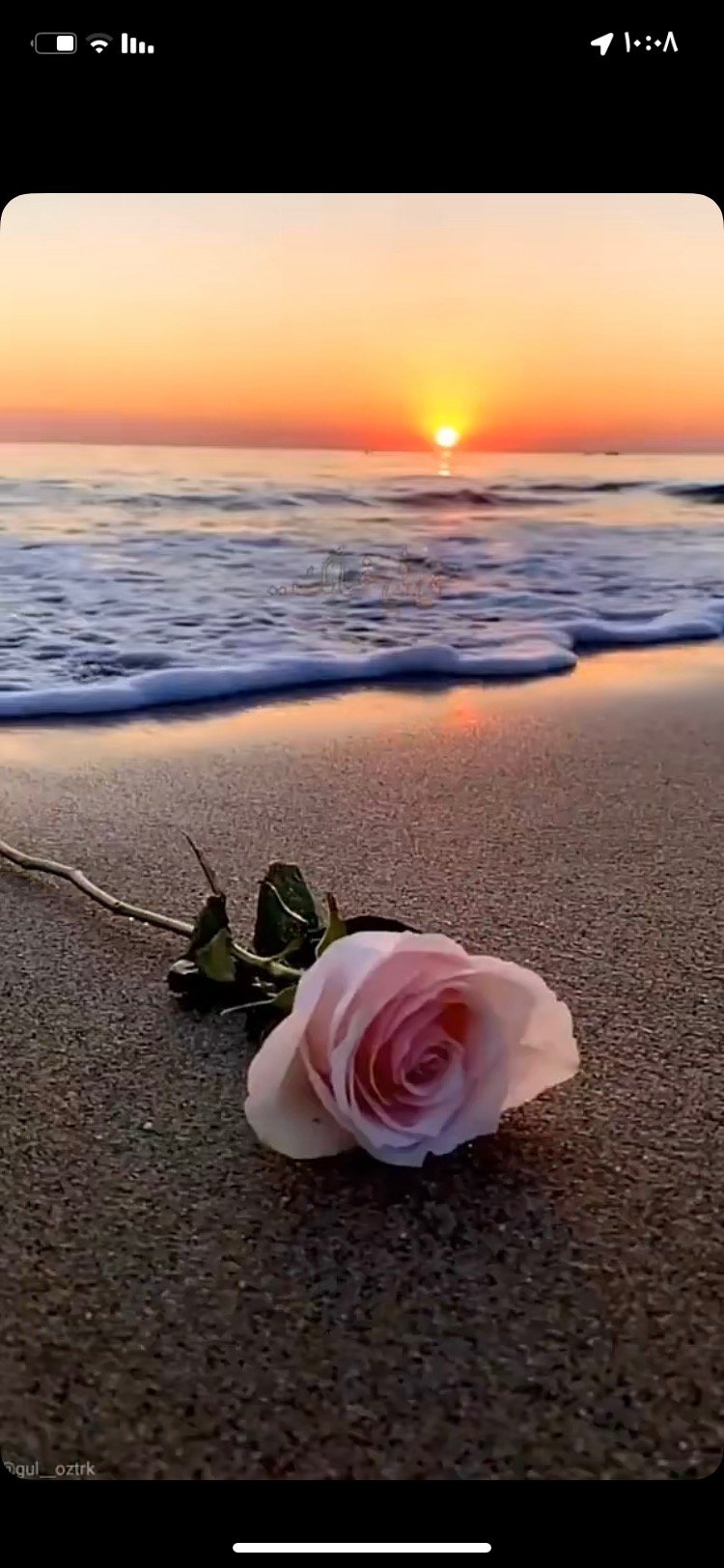 شعفه القحطاني