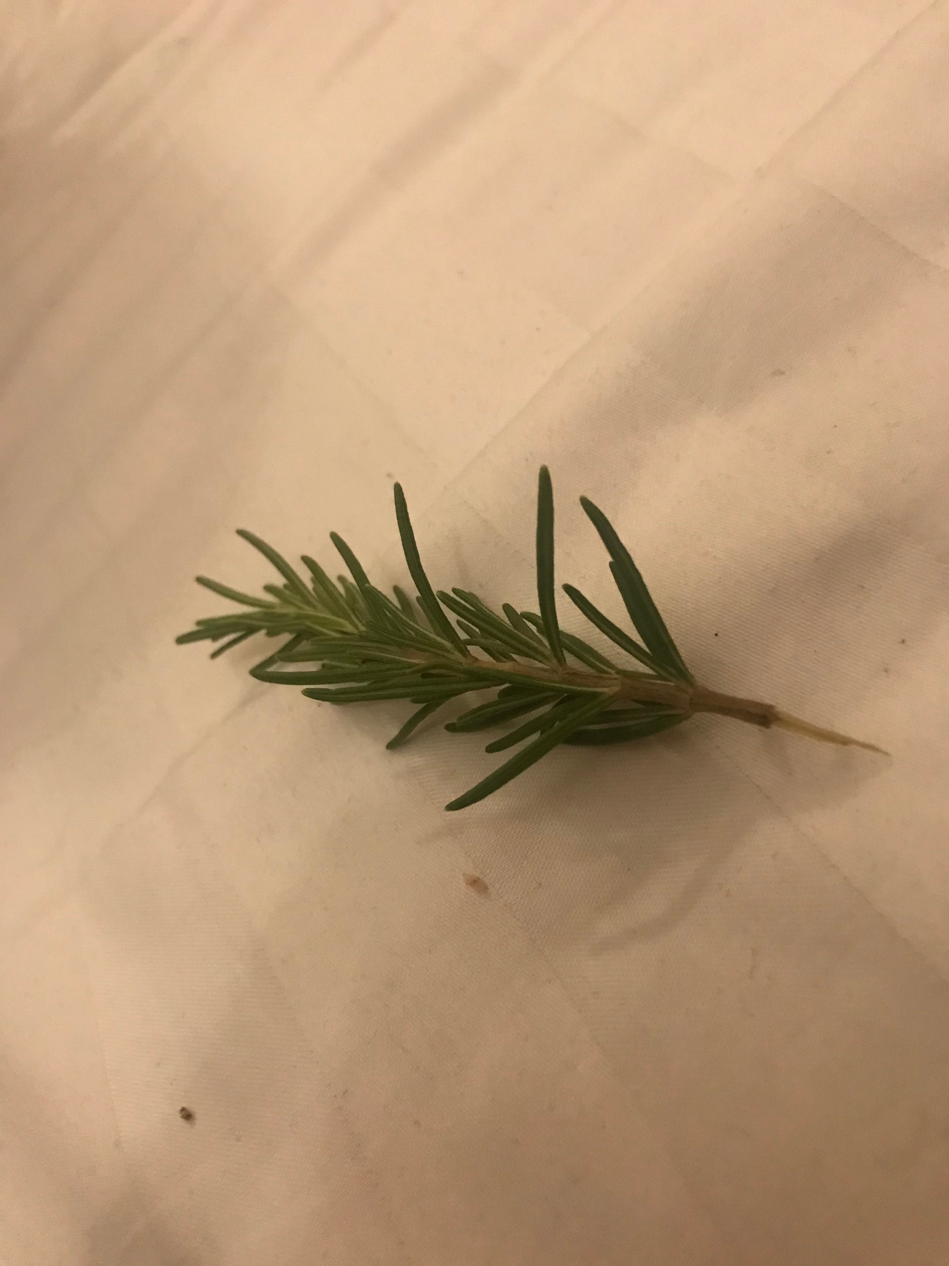 محمد عايد العتيبي