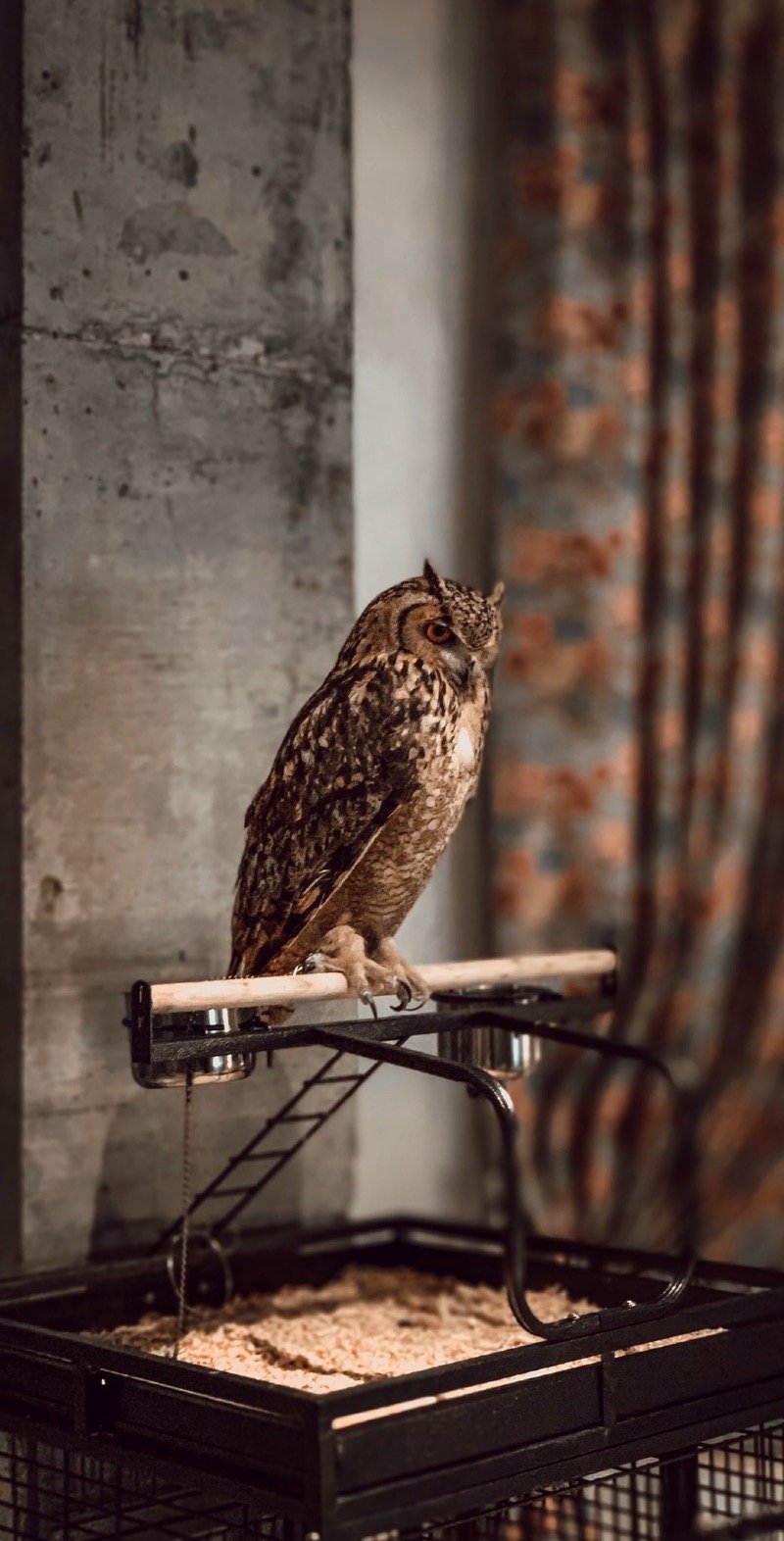 ريم العتيبي