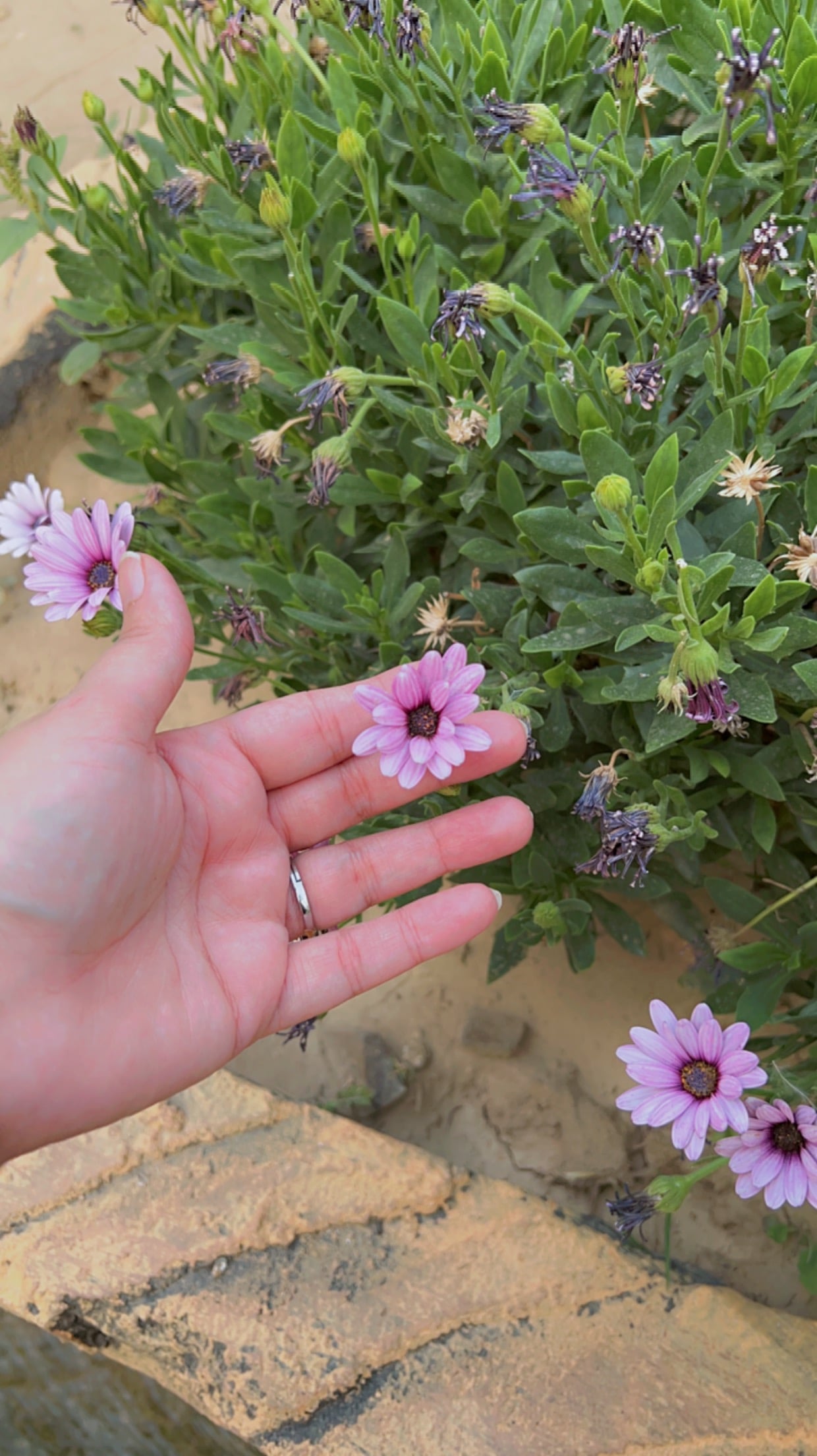 اسماء الغامدي