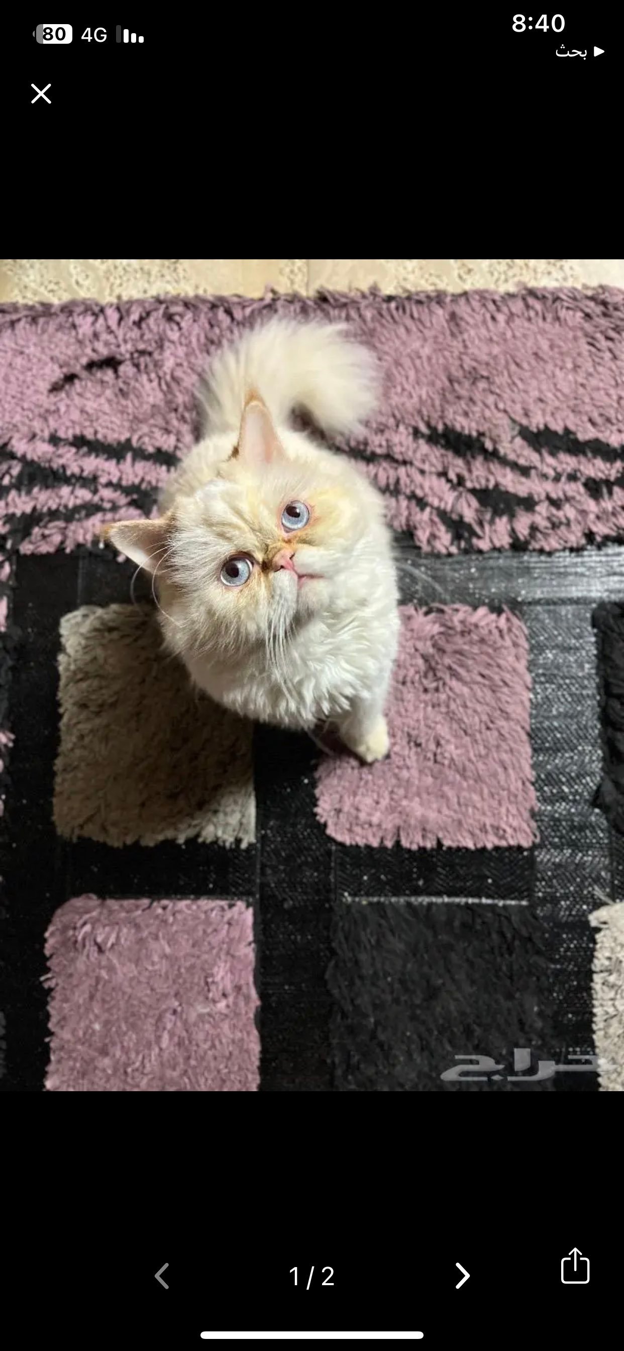 شموخ عبدالله