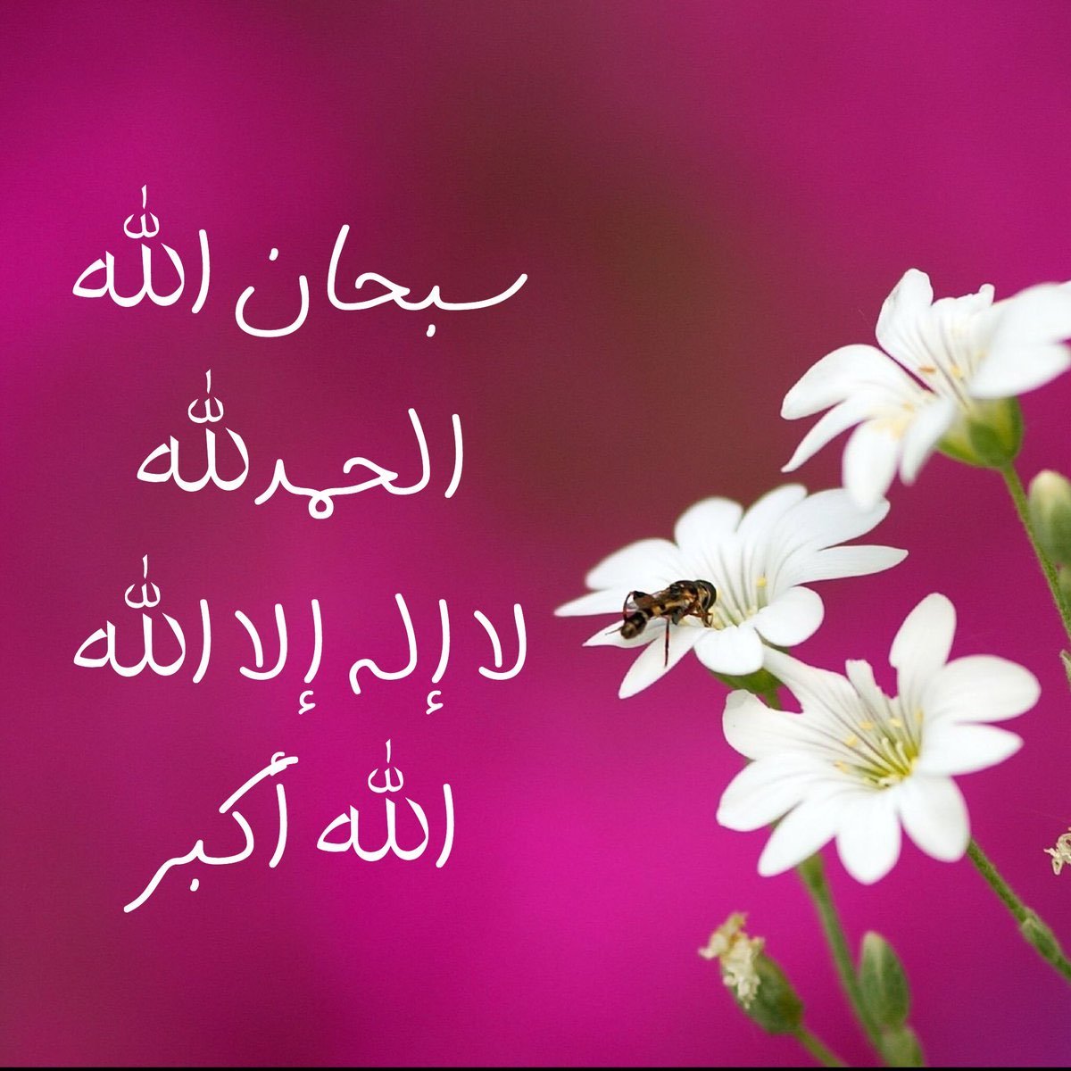 راشد الدوسري