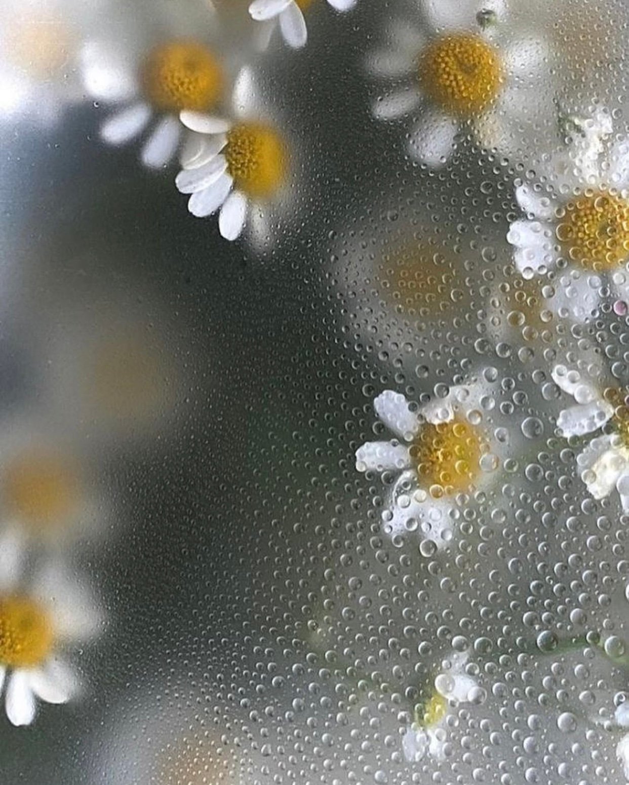 اماني العرابي