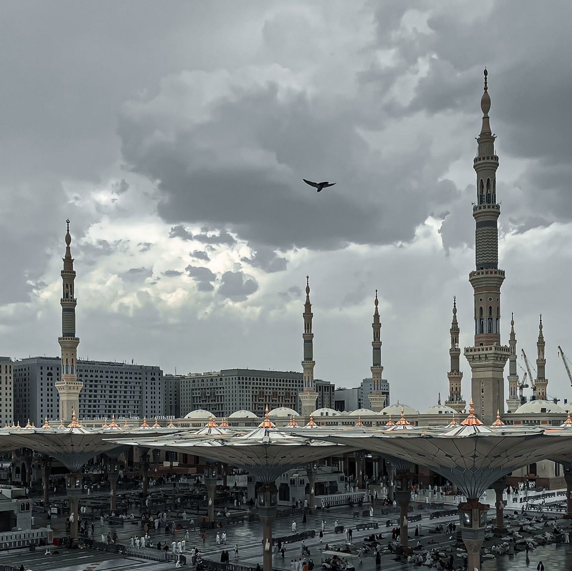 مريم المحمدي