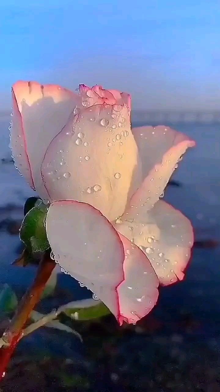 فاطمة المالكي