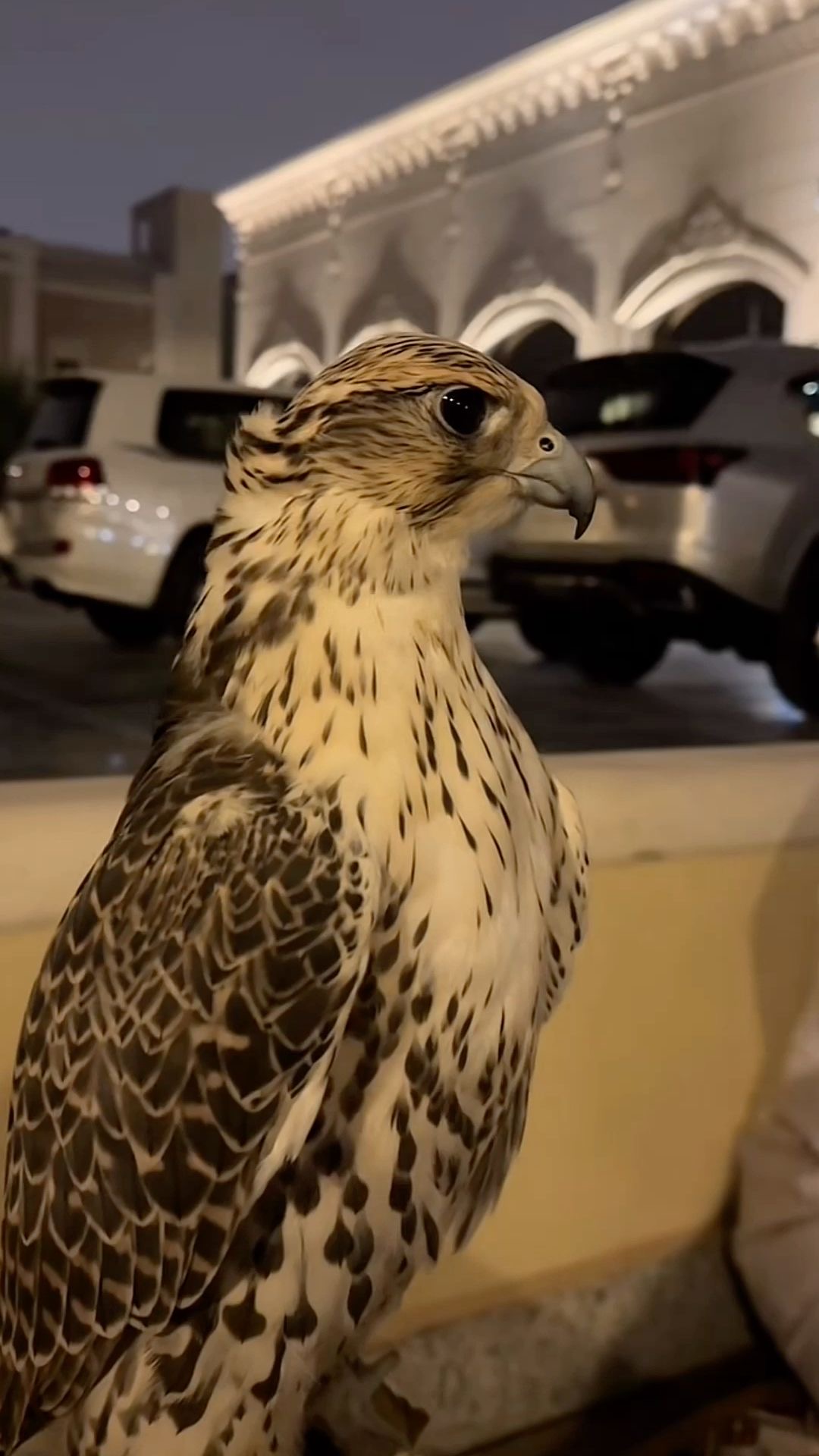 نـواف آل كعـبان