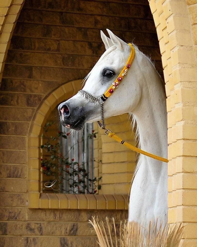 الرويلي تهاني