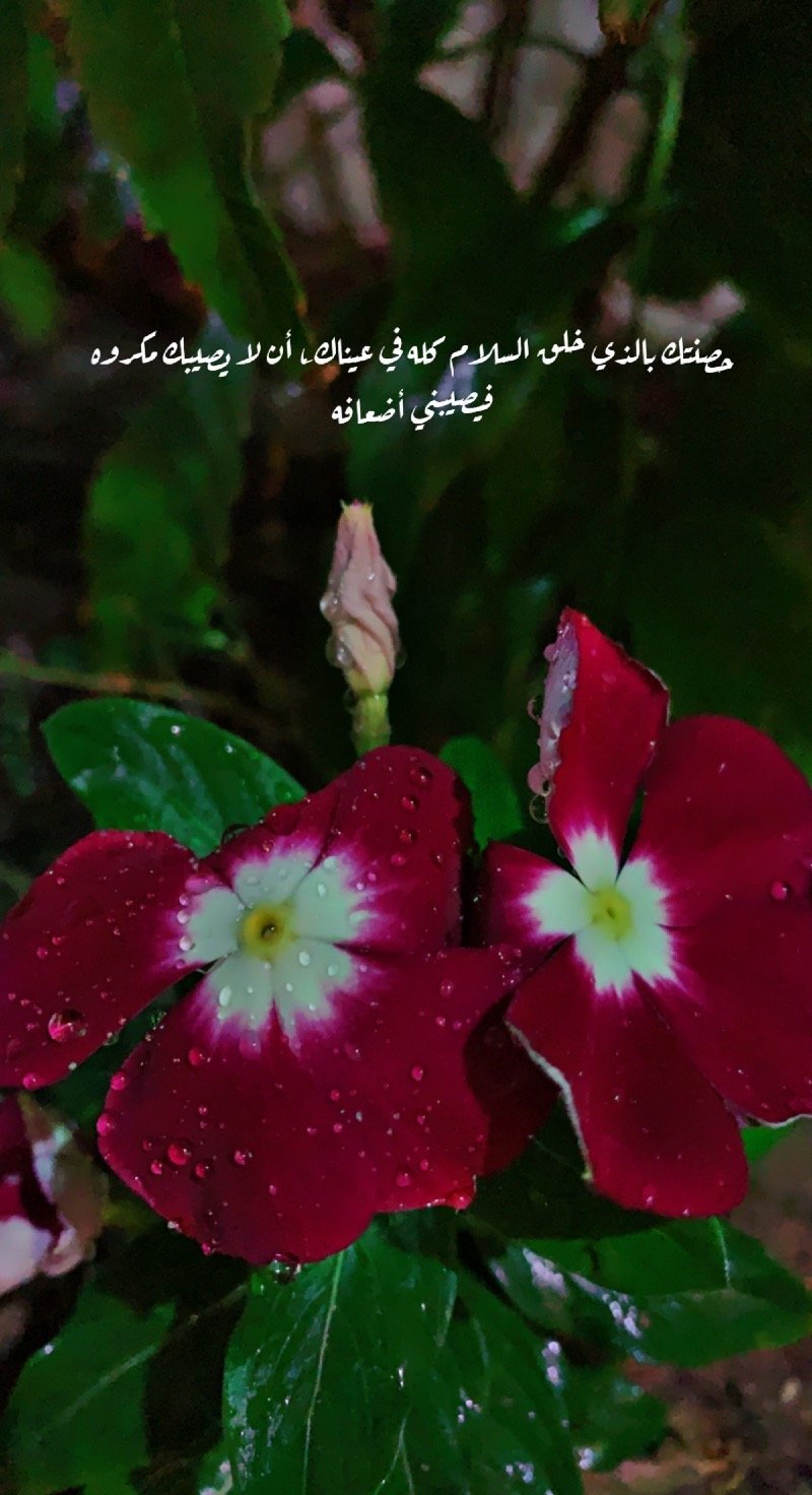 غلا الشمري