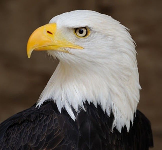 ابو فهيد الحربي