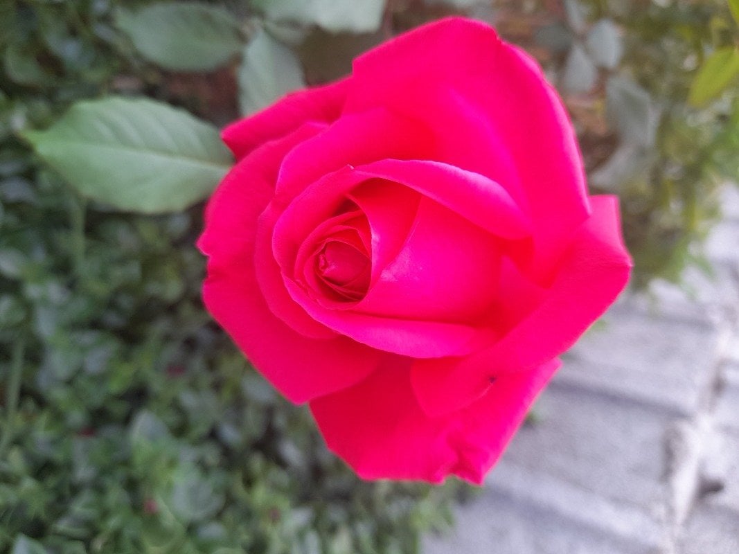 فاطمه الشهراني