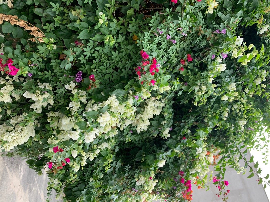 عائشه مشيخي