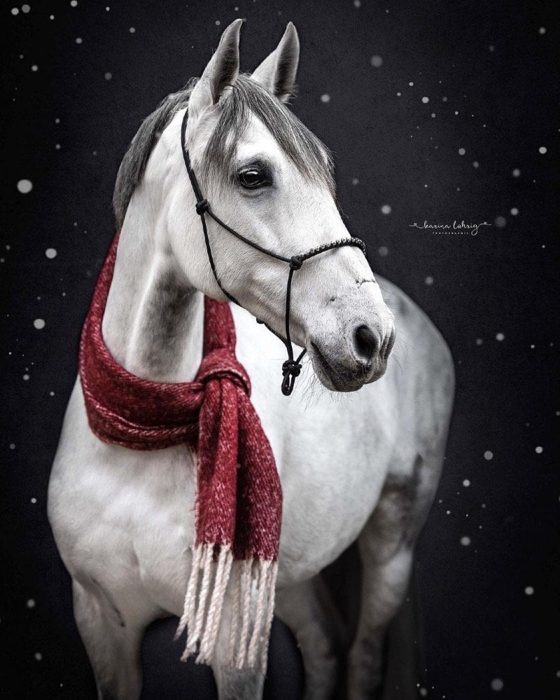 محمد الشمراني