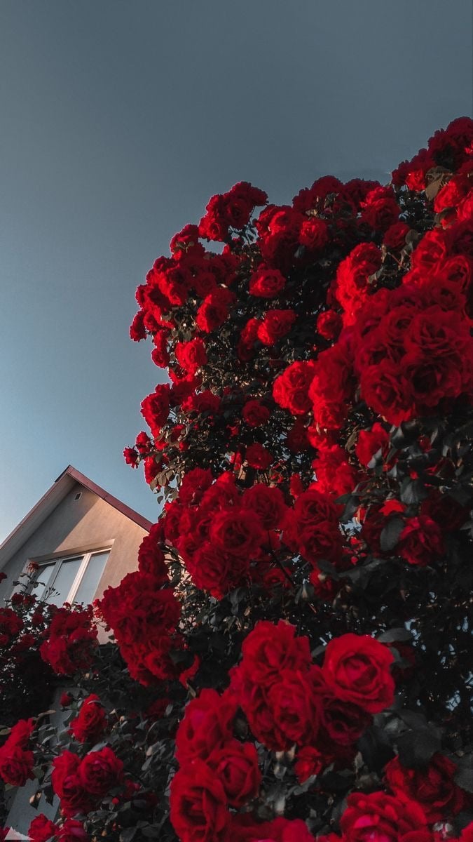 شيوخ الدوسري