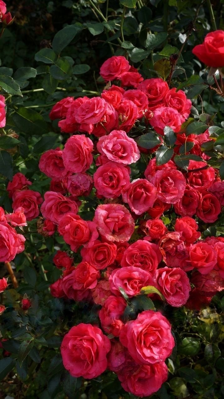 منار الحربي