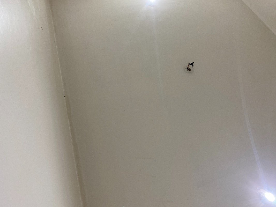 عبد العزيز العنزي