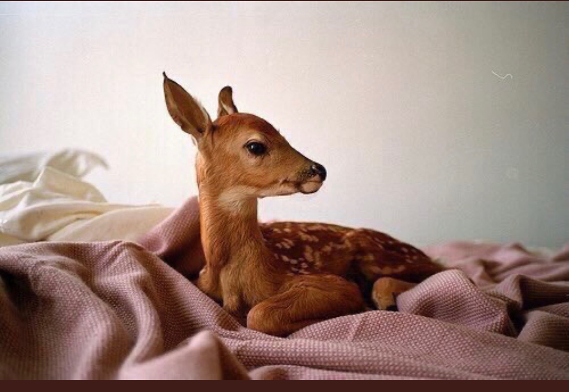 سارا العماني