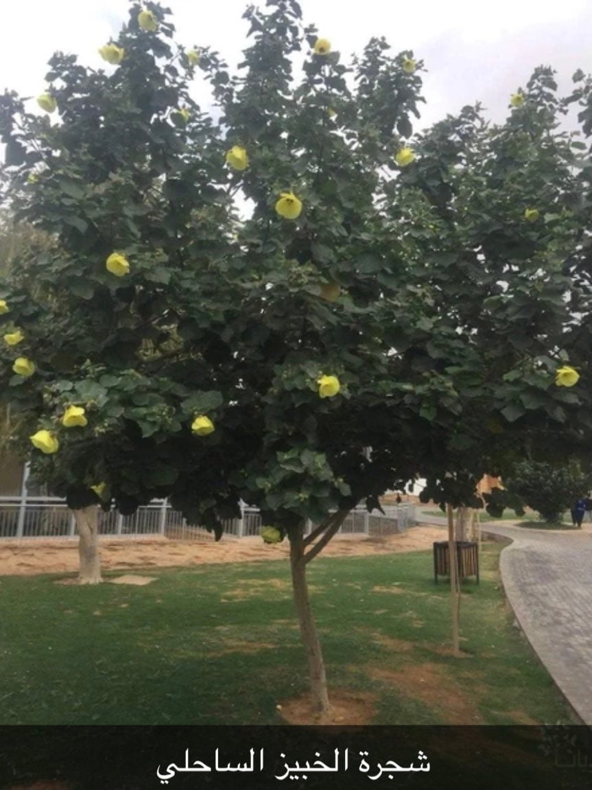 عبدالله المروعي