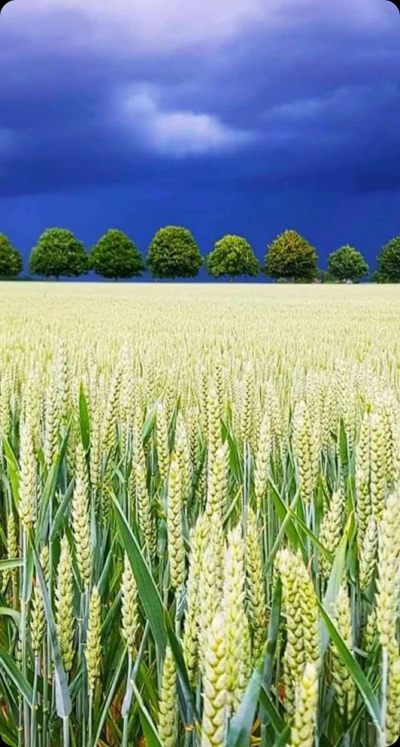 عبدالكريم عبدالله