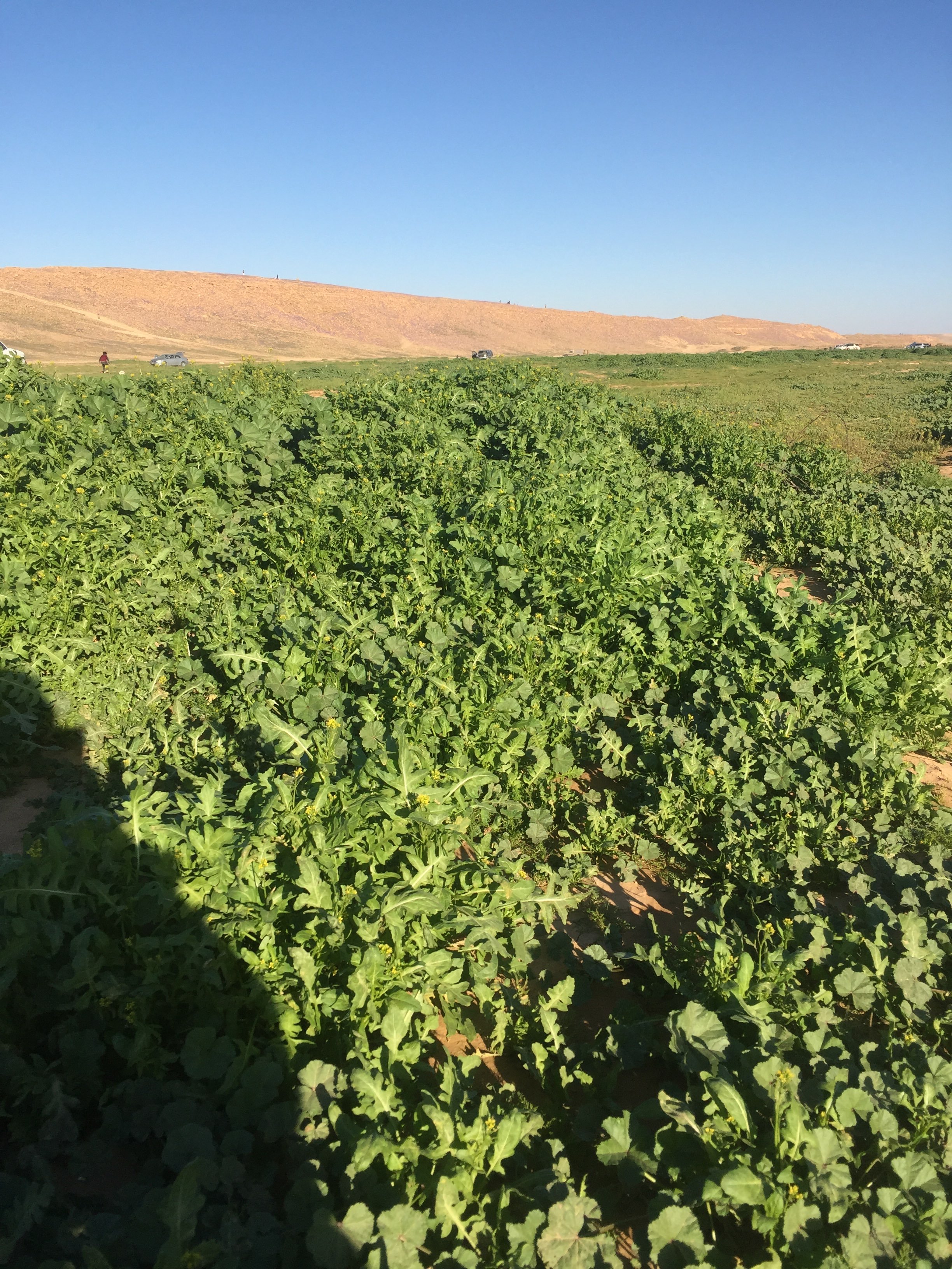 ناصر العنزي