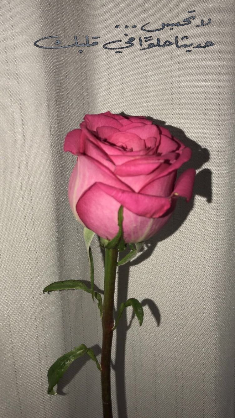 مها العتيبي