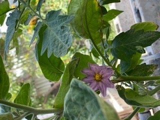 دعاء الناصر