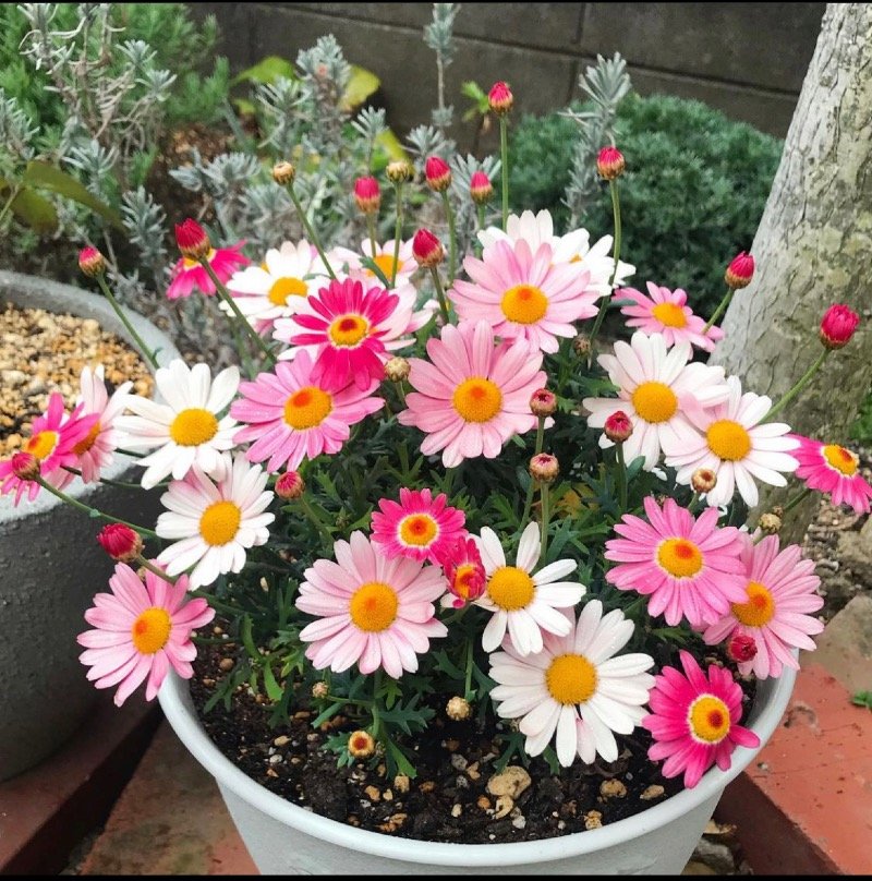 هيفاء القرني