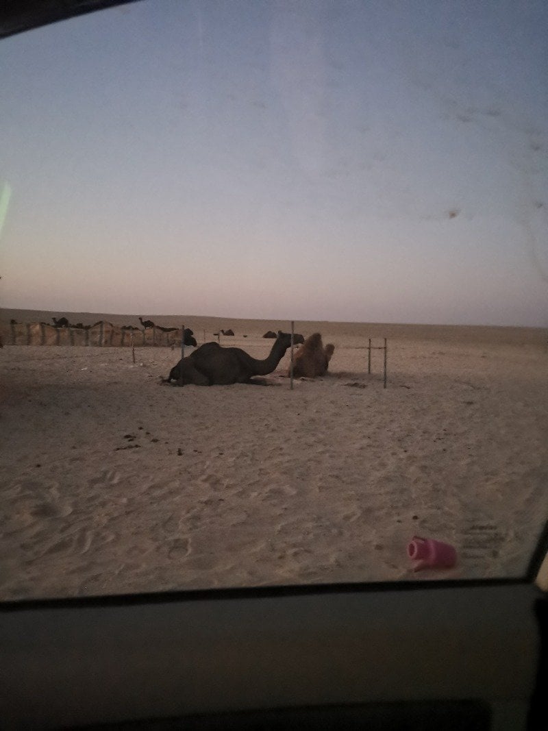 ثامر 