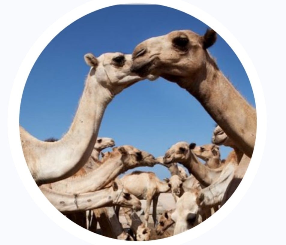 قاسم شراحيلي