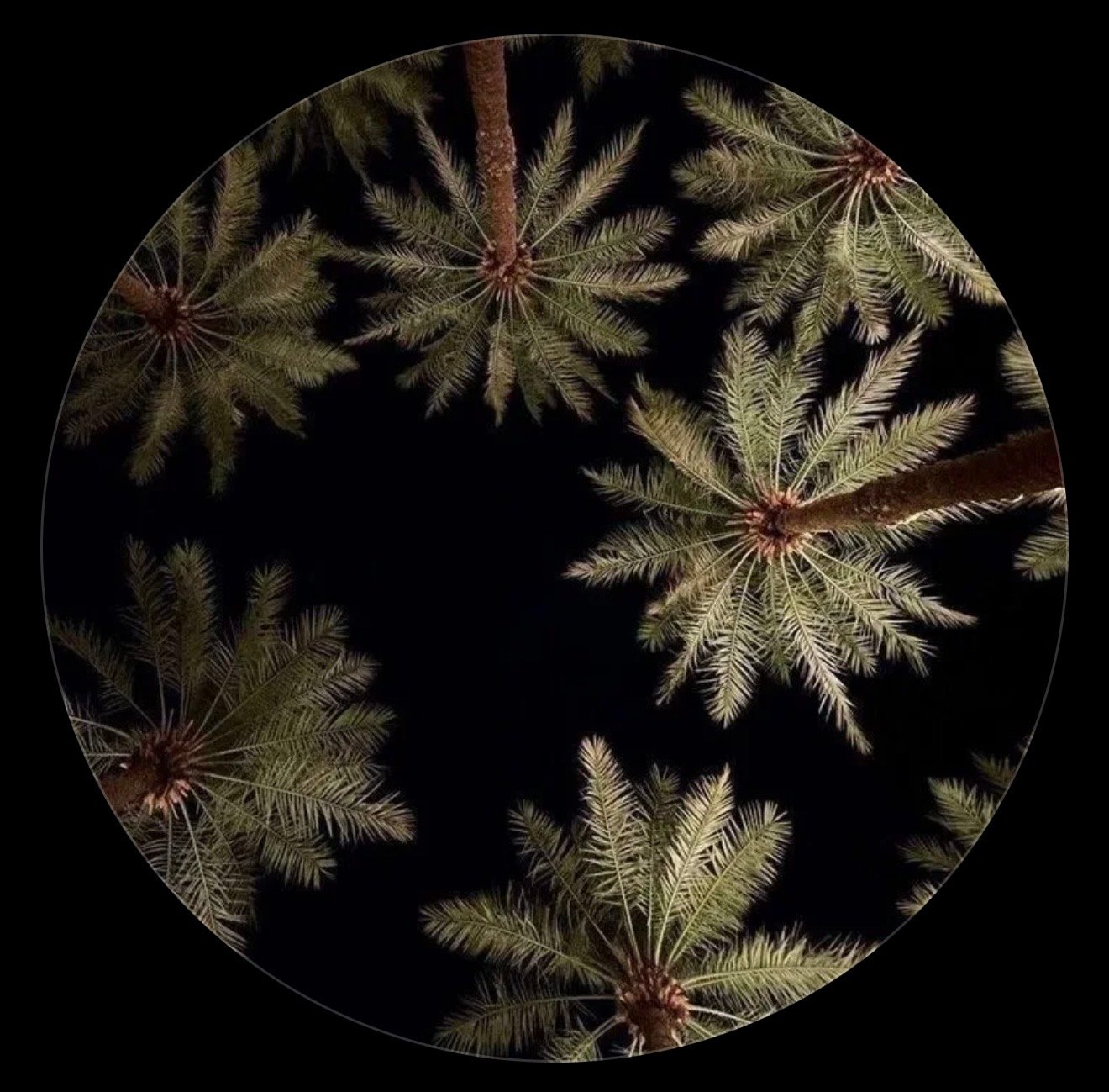 وعد المالكي