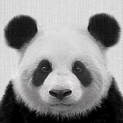 سارّه بنت عبدالعزيز