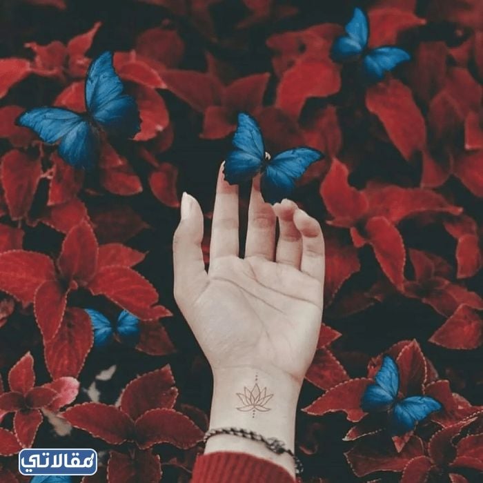 Wafa MOHAMMED