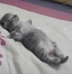 تالا القرني