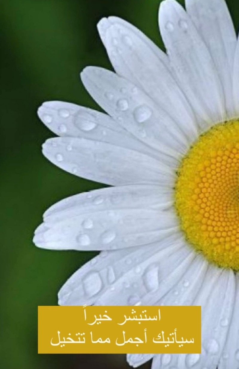 جياد الشريف