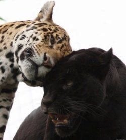 اثير الغامدي