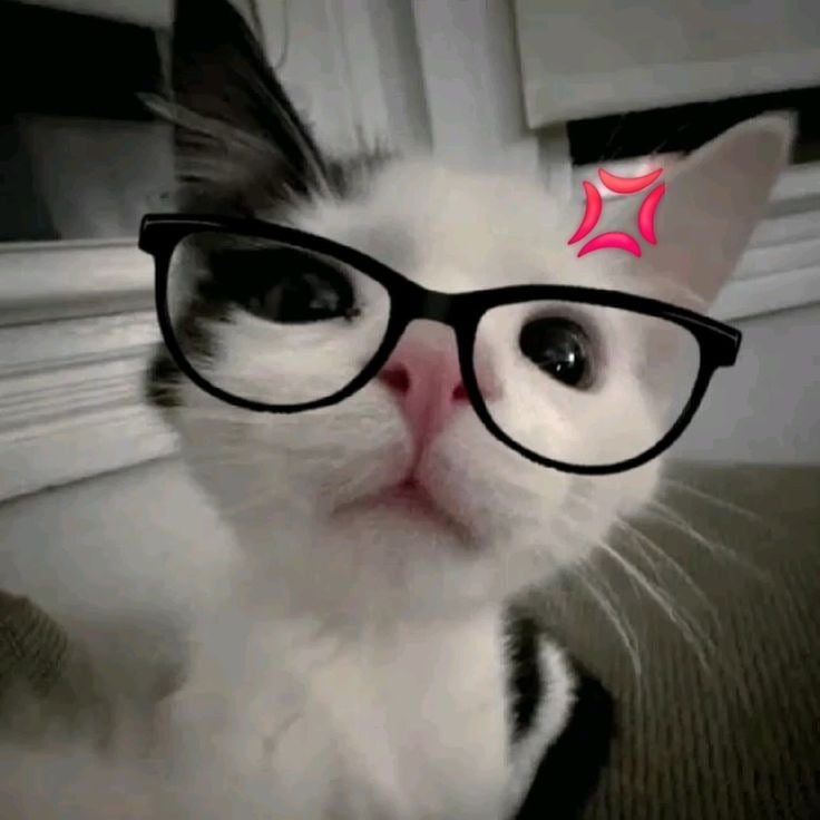 ريهاف الشاعري