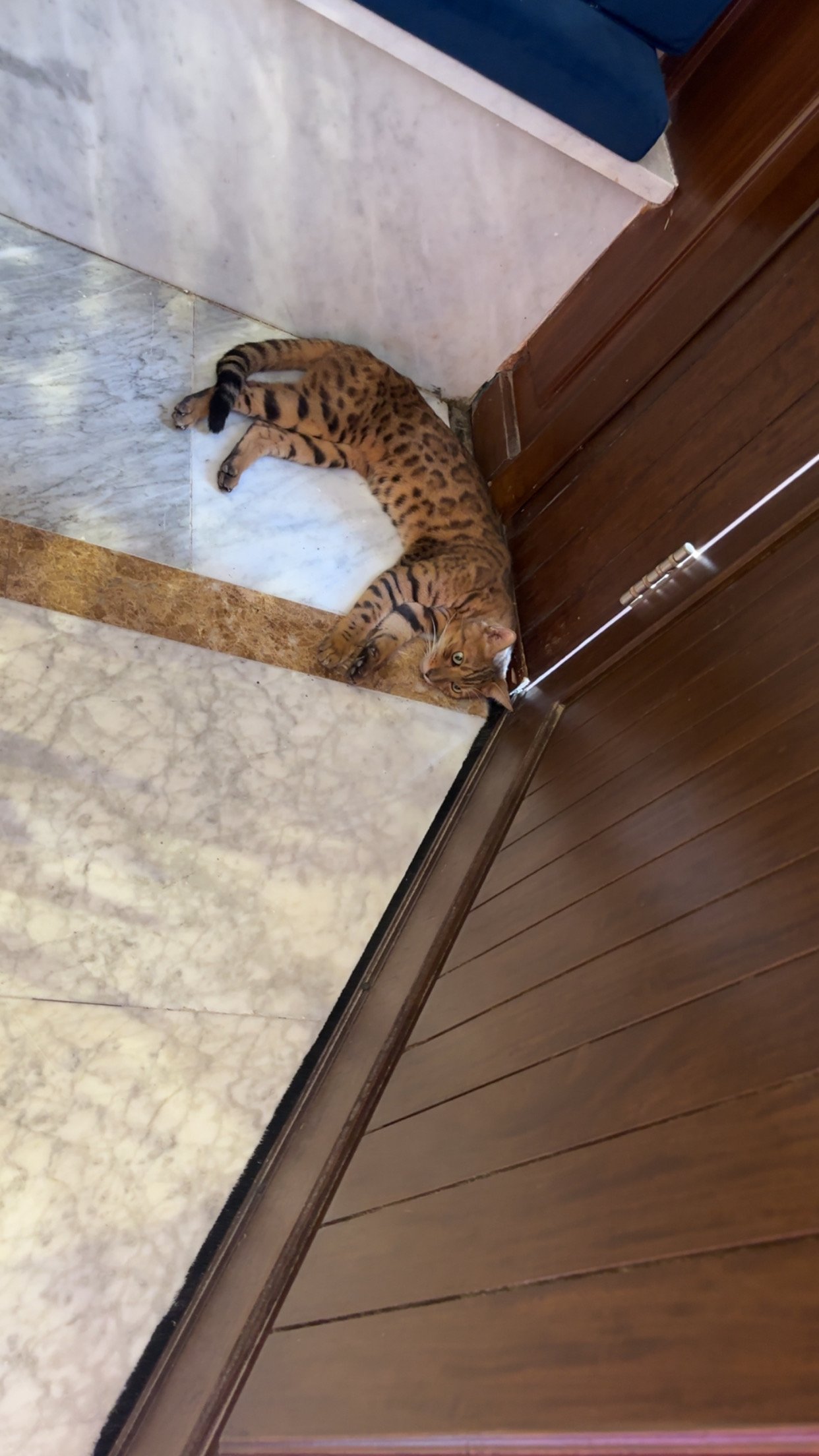 بشرى الغامدي