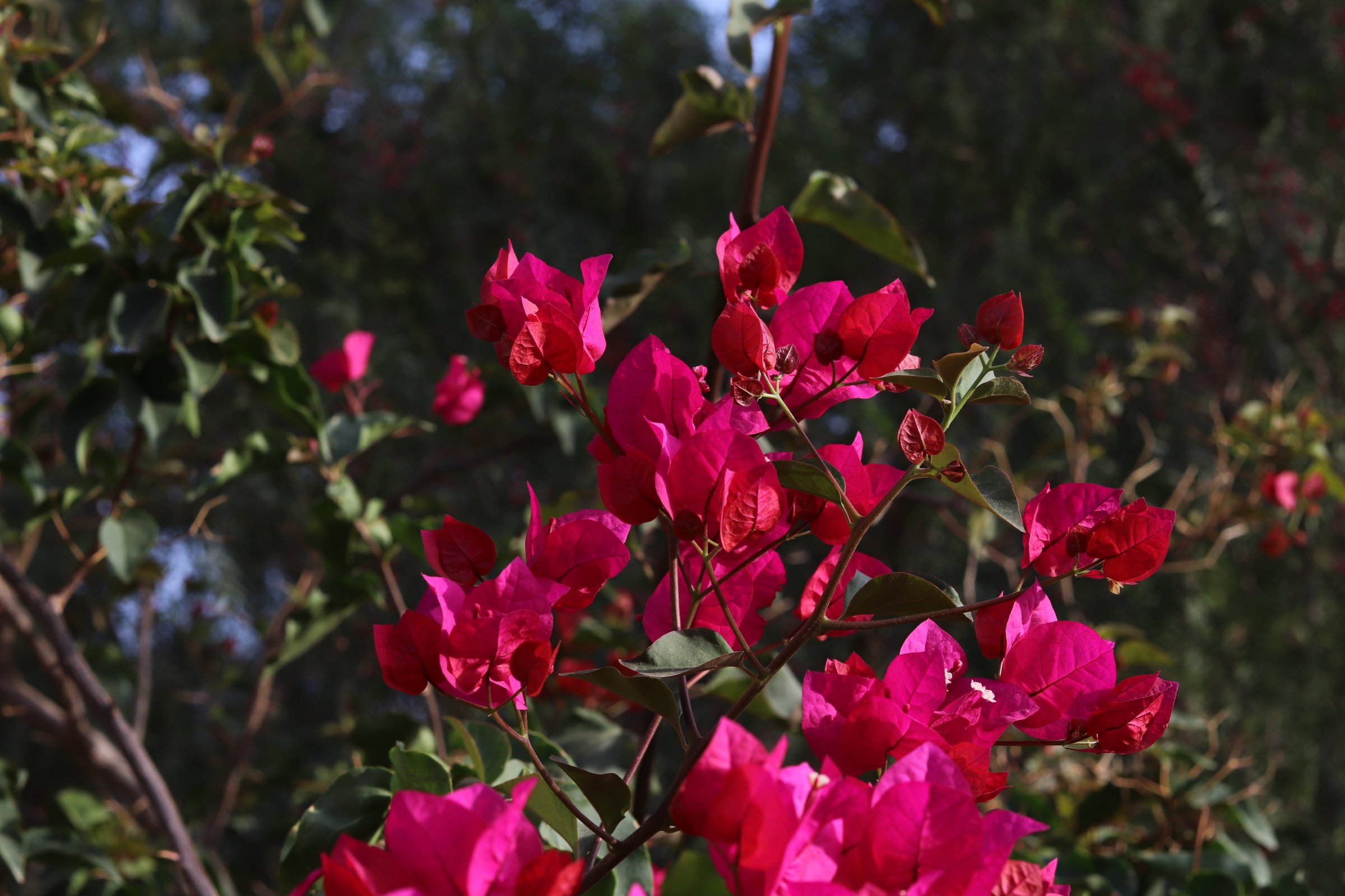 اسامة الزهراني