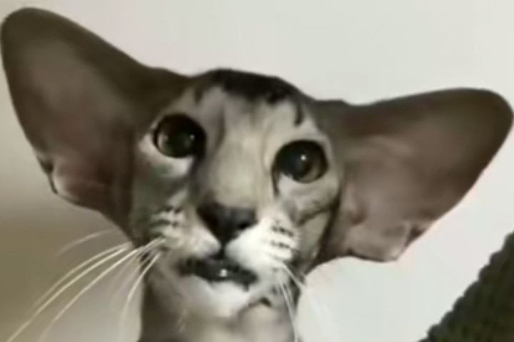 فرحان العنزي