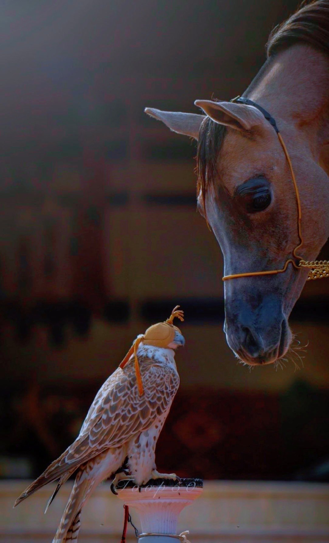 عبدالملك بن مشيعل