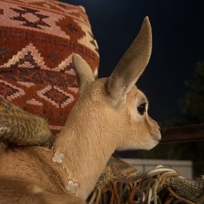 شهد القحطاني