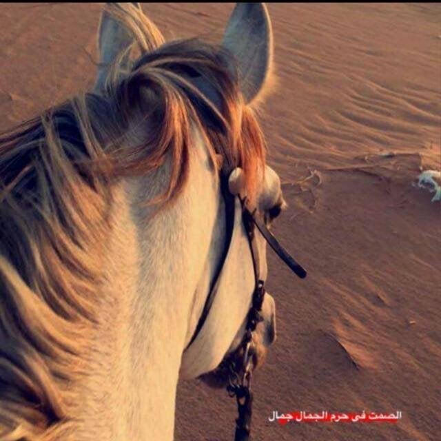 عبدالعزيز الصاعدي