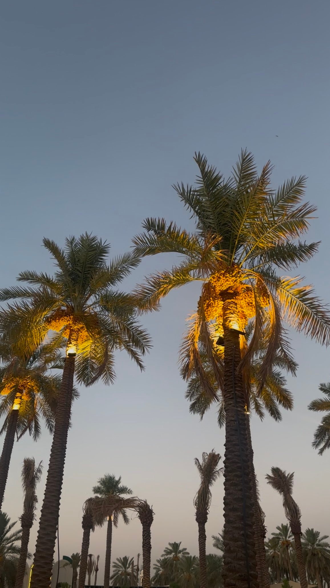 احمد الحربي