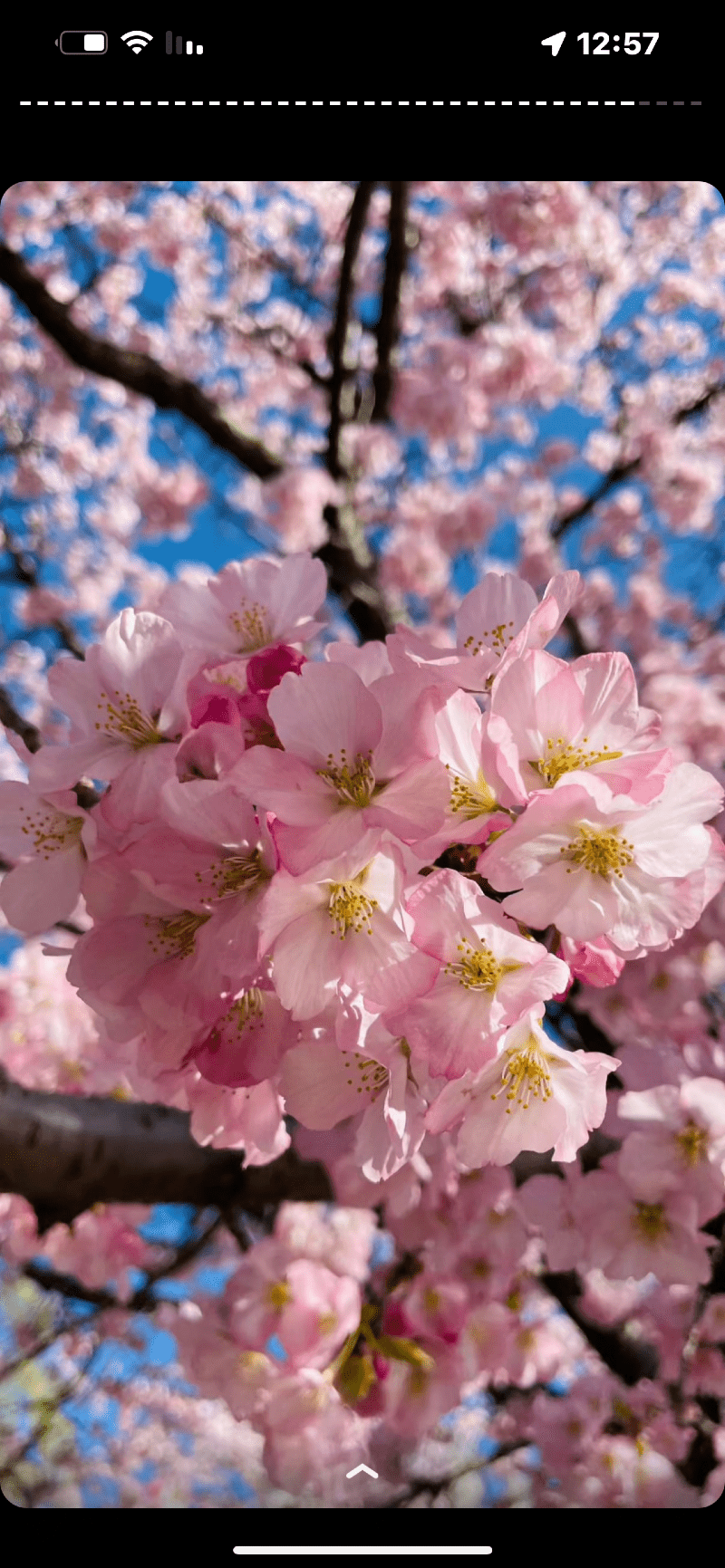 علياء القرني