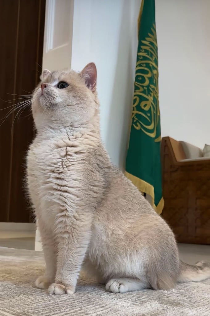 غيداء الحربي